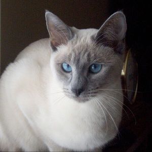 Meet your Posher, Alison